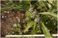 Caesulia axillaris